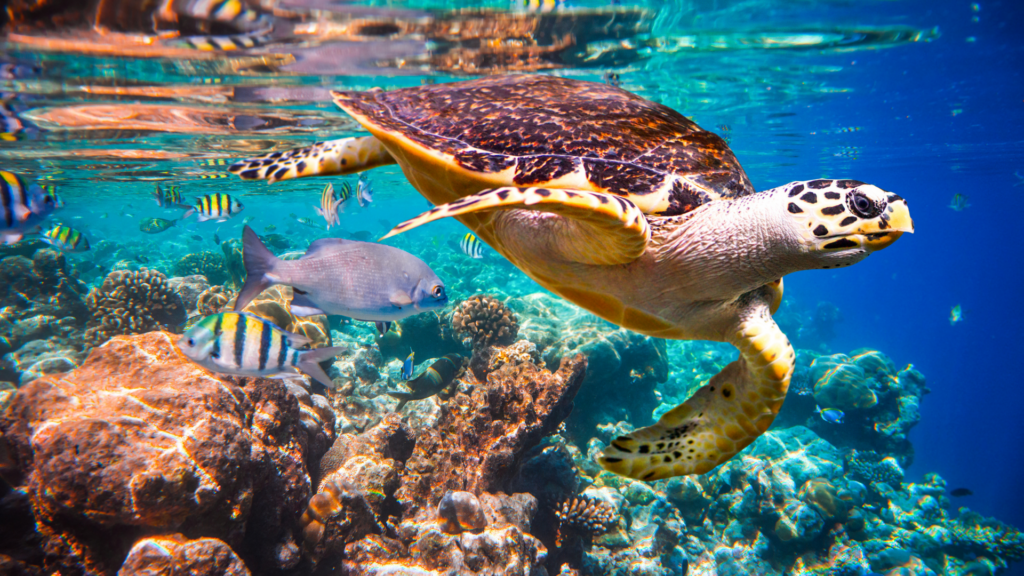 Sea turtle swimming above a colorful Caribbean coral reef